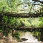 THE ROOT BRIDGES OF NONGRIAT OVER THE YEARS