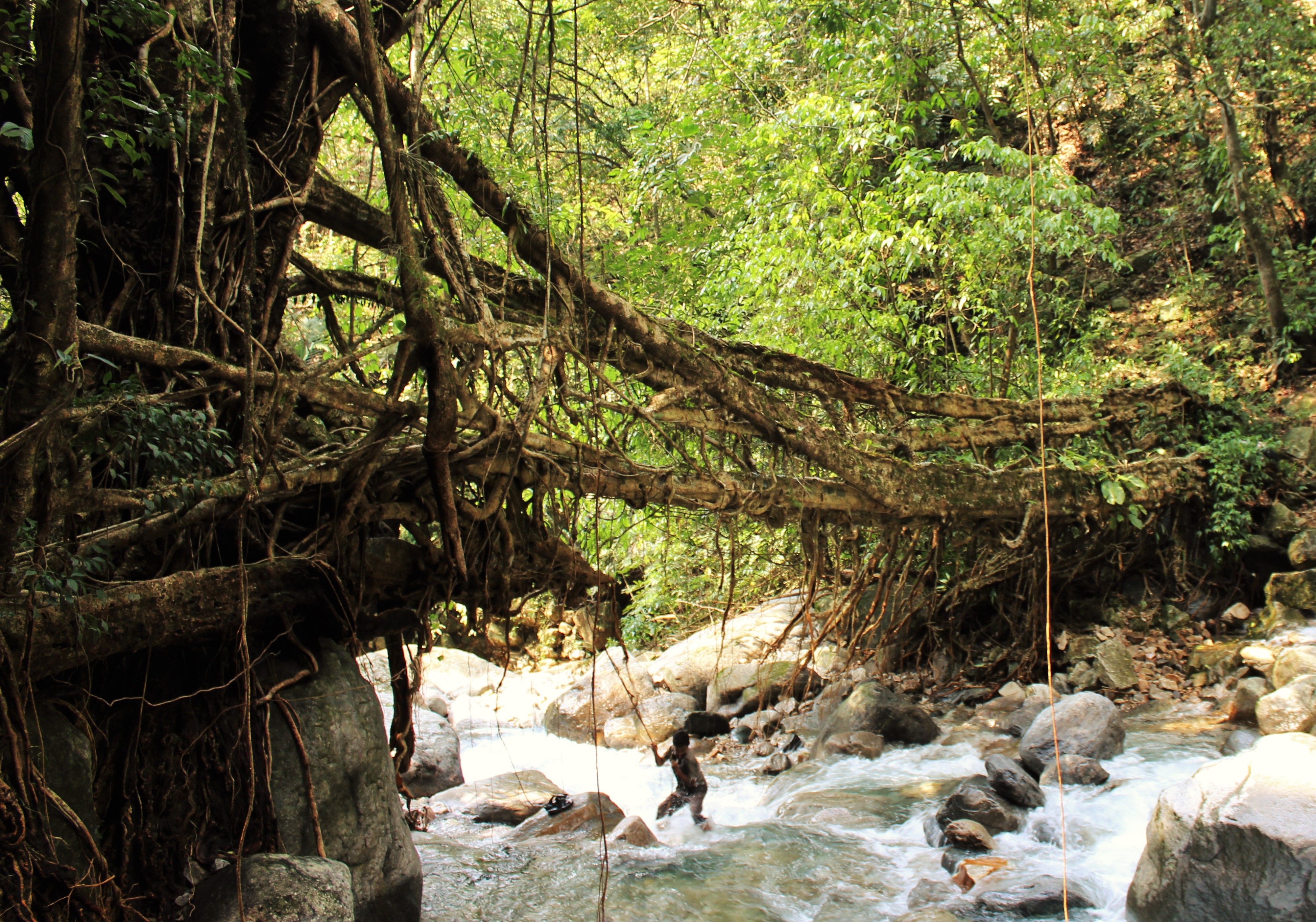 Lieving Root Bridge What are Living Root Bridges? – Patrick Rogers
