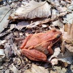 The Strange Lives of Wood Frogs