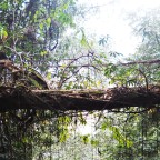 CHAPTER 7: THE ROOT BRIDGES OF RANGTHYLLIANG