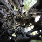 CHAPTER 11: TREE SPELUNKING